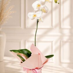 Orquídea Elegance - Florería La Floresta, Los Ángeles Chile